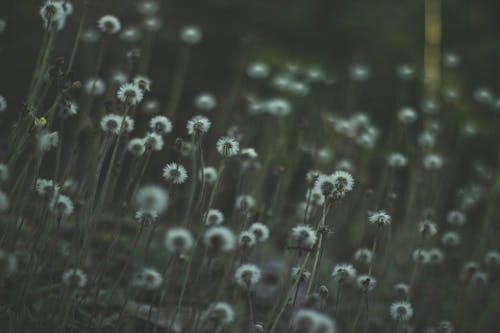 Witte Bloemblaadjes Bloemen Fotografie Met Selectieve Aandacht