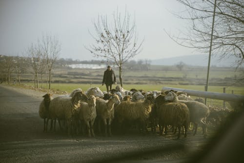 Бесплатное стоковое фото с азербайджан, овца, пастух