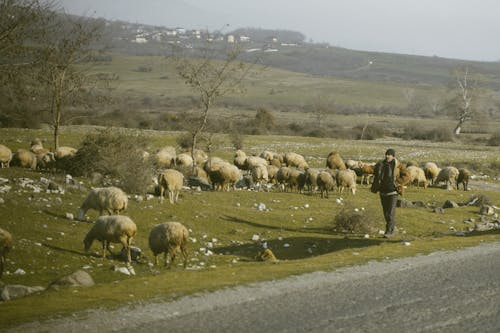 Shepherd with Sheep Flock on Pasture