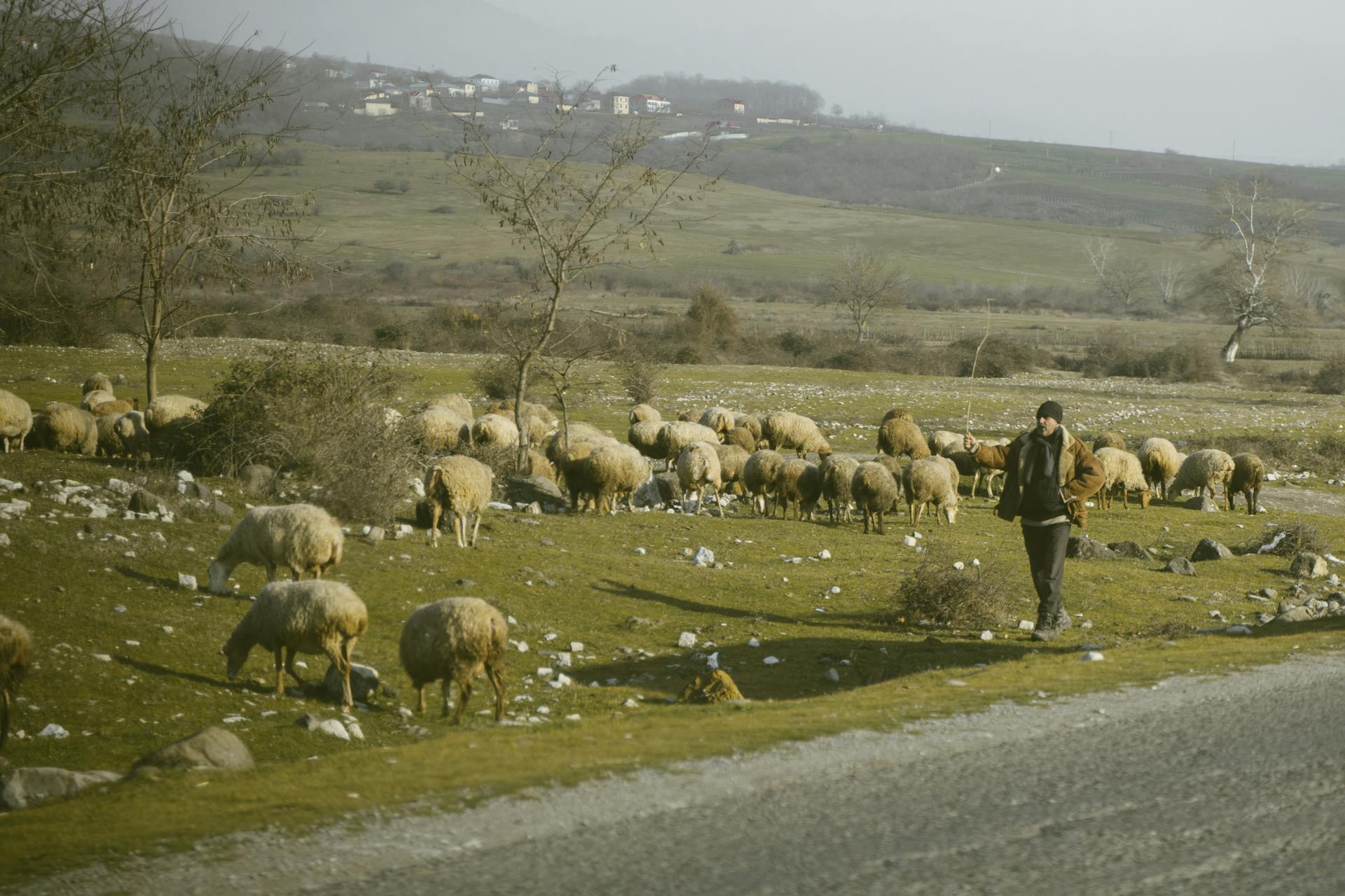 Shepherd with Sheep Flock on Pasture