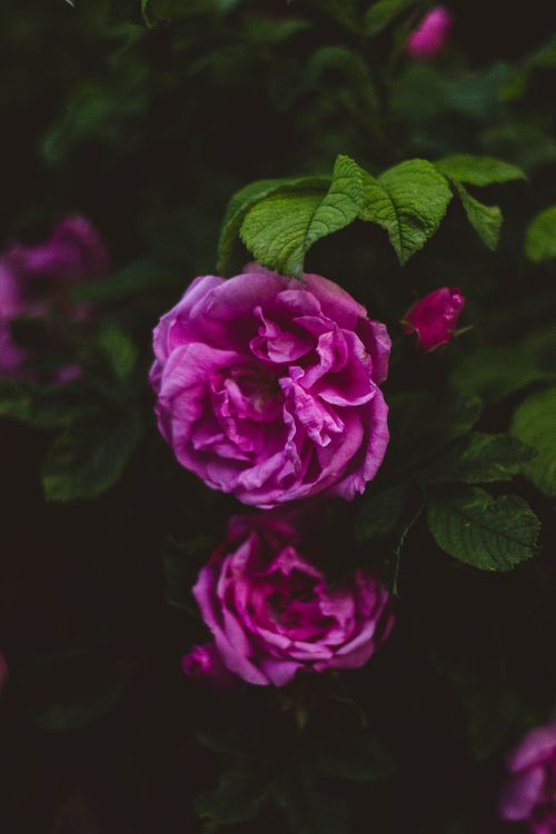 Free Beautiful close-up of pink roses blooming among lush green leaves, emphasizing nature's delicacy. Stock Photo