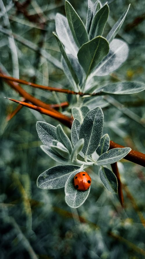 Free Detailed shot of a ladybug resting on green leaves, highlighting the intricate patterns of nature. Stock Photo
