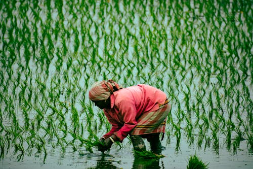 Ingyenes stockfotó hántolatlan rizs, mező, mezőgazdaság témában