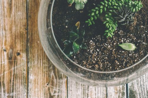 Free A beautiful terrarium with various succulents on a rustic wooden surface. Stock Photo