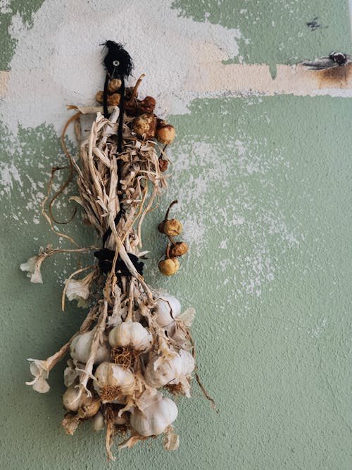 Bunch of Garlic Hanging on a Worn-Out Wall