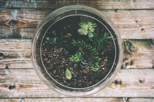 Free Aerial view of a succulent terrarium in a glass bowl on a rustic wooden surface, perfect for natural decor. Stock Photo