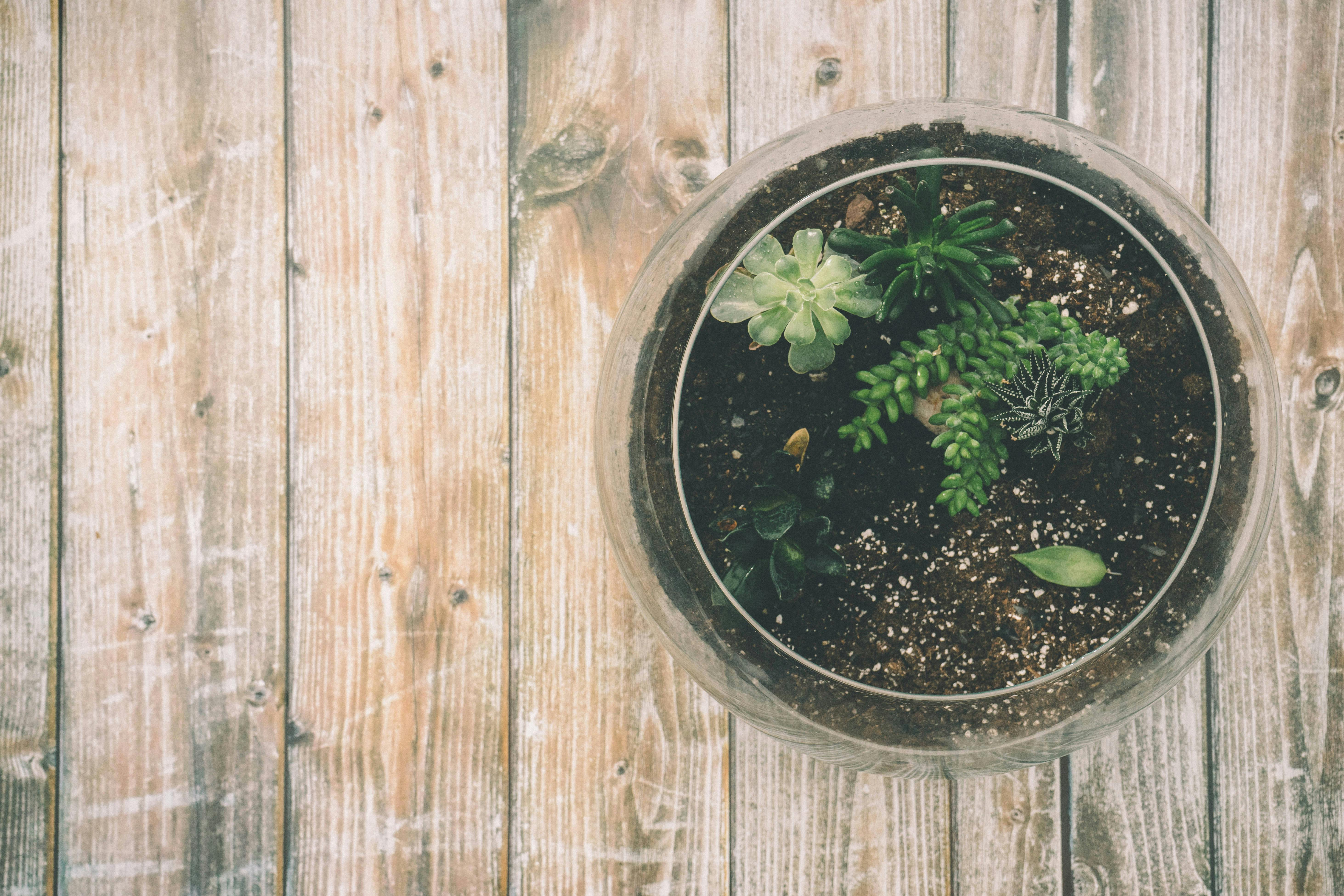 Sanderson Terrariums Botanical Green Fabric 40% Off | Samples