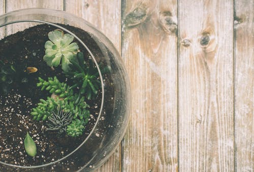 бесплатная Зеленое суккулентное растение на прозрачной стеклянной банке на коричневой деревянной поверхности Стоковое фото