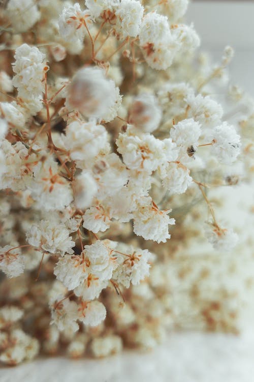 Gratis lagerfoto af blomster, frisk, hvid