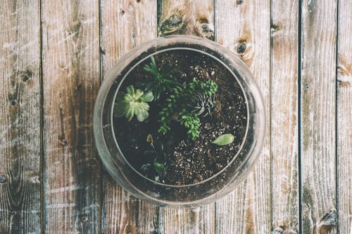 Terarium Kaca Bening Dengan Tanaman Berdaun Hijau