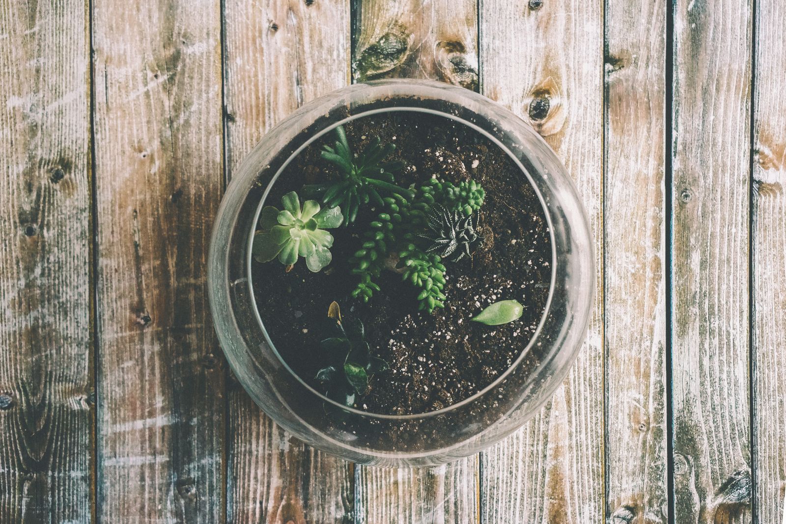 Worlds in Glass - The Art and Craft of Terrarium Building