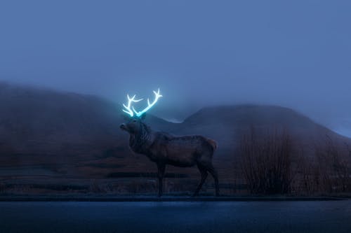A deer