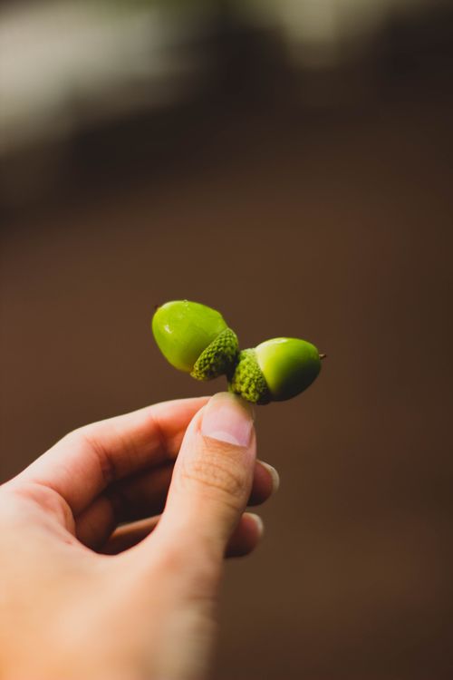 Free A close-up shot of two green acorns being held by a hand, symbolizing growth. Stock Photo
