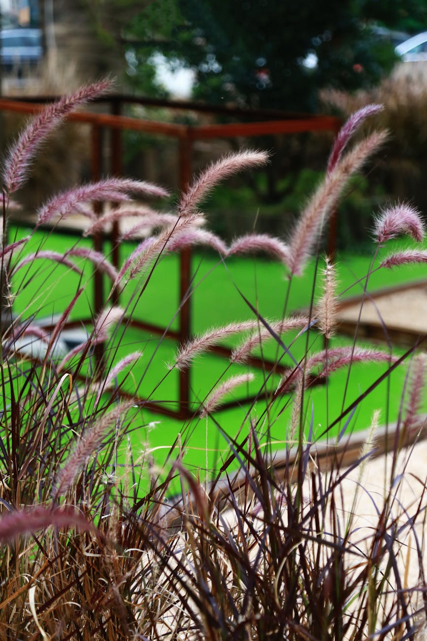 wilting plant dry soil