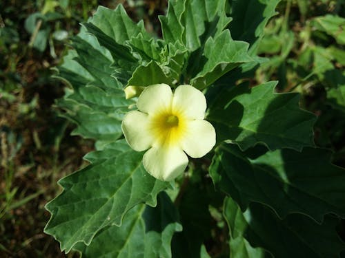 Free Ingyenes stockfotó fű virág, sárga virág témában Stock Photo