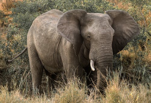 Large Elephant Standing in Grass