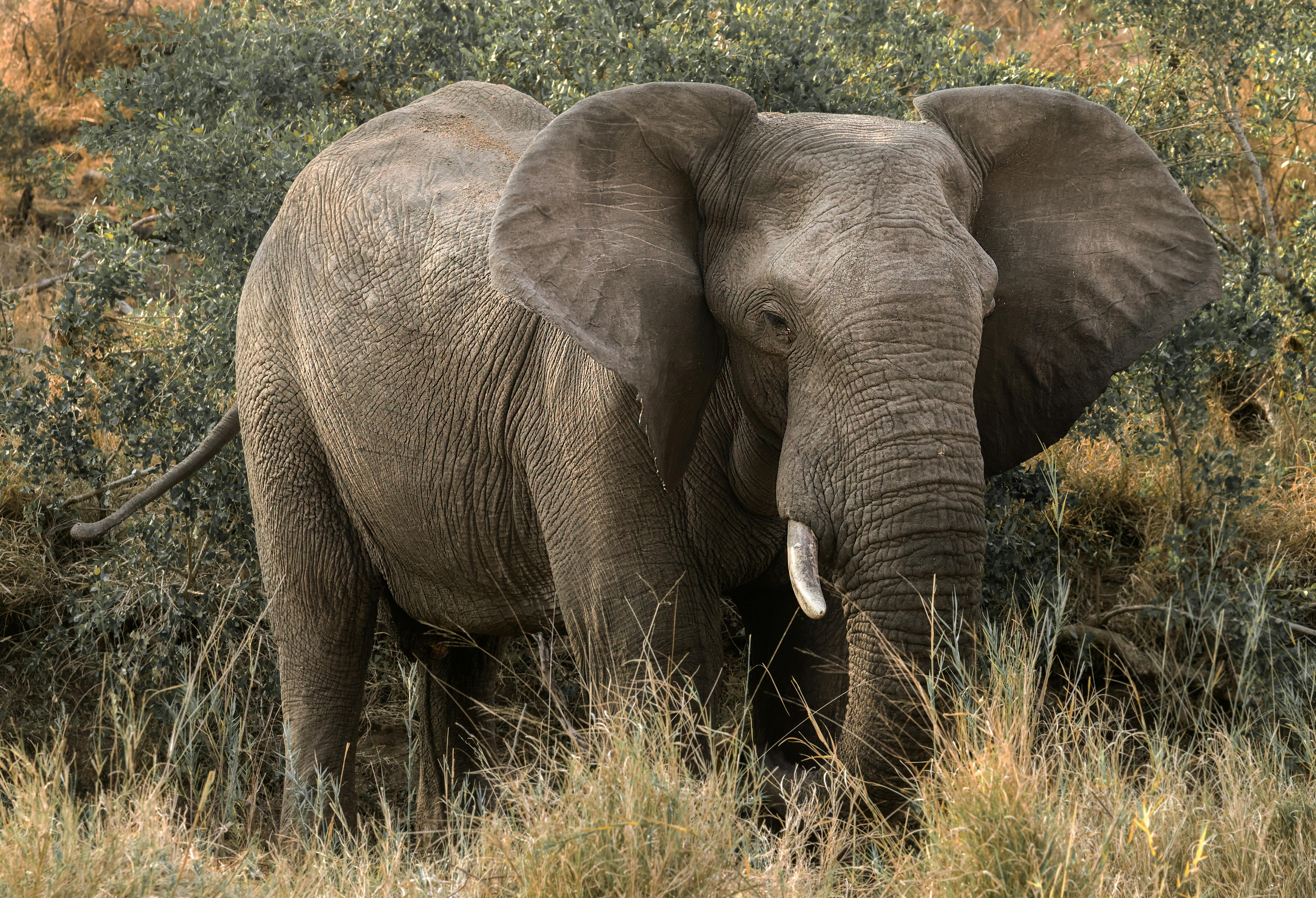 African Elephant With White Tusks And Long Trunk Stock Photo