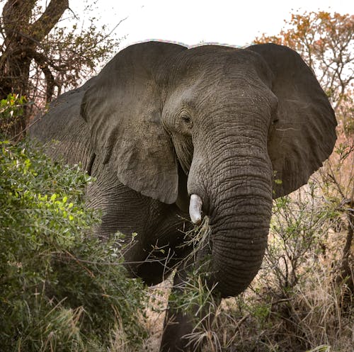 Elephant in Nature