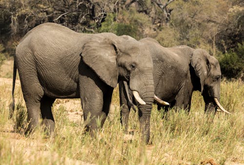 Elephants on Grassland