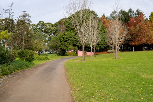 Gratis stockfoto met Australië, bomen, gras