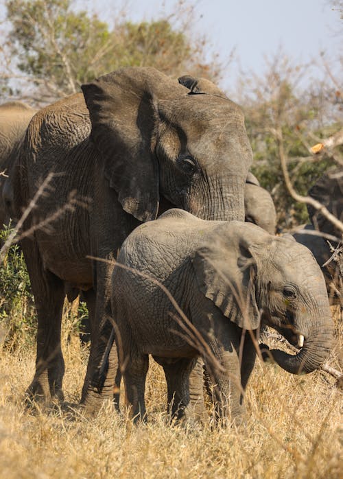 Ingyenes stockfotó állatfotók, borjú, elefánt témában
