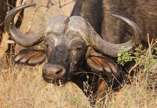 Head of African Buffalo
