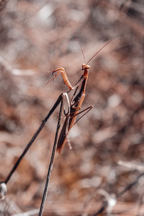 Free Detailed shot of a praying mantis perched on a dry twig, showcasing its intricate features in a natural setting. Stock Photo