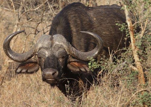 Brown African Buffalo Standing in Bushes