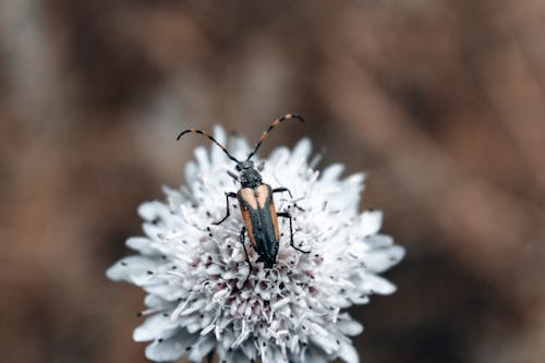 Безкоштовне стокове фото на тему «Beetle, завод, квітка»