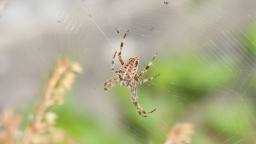 Free Detailed close-up of a spider on a web in a natural outdoor setting. Stock Photo