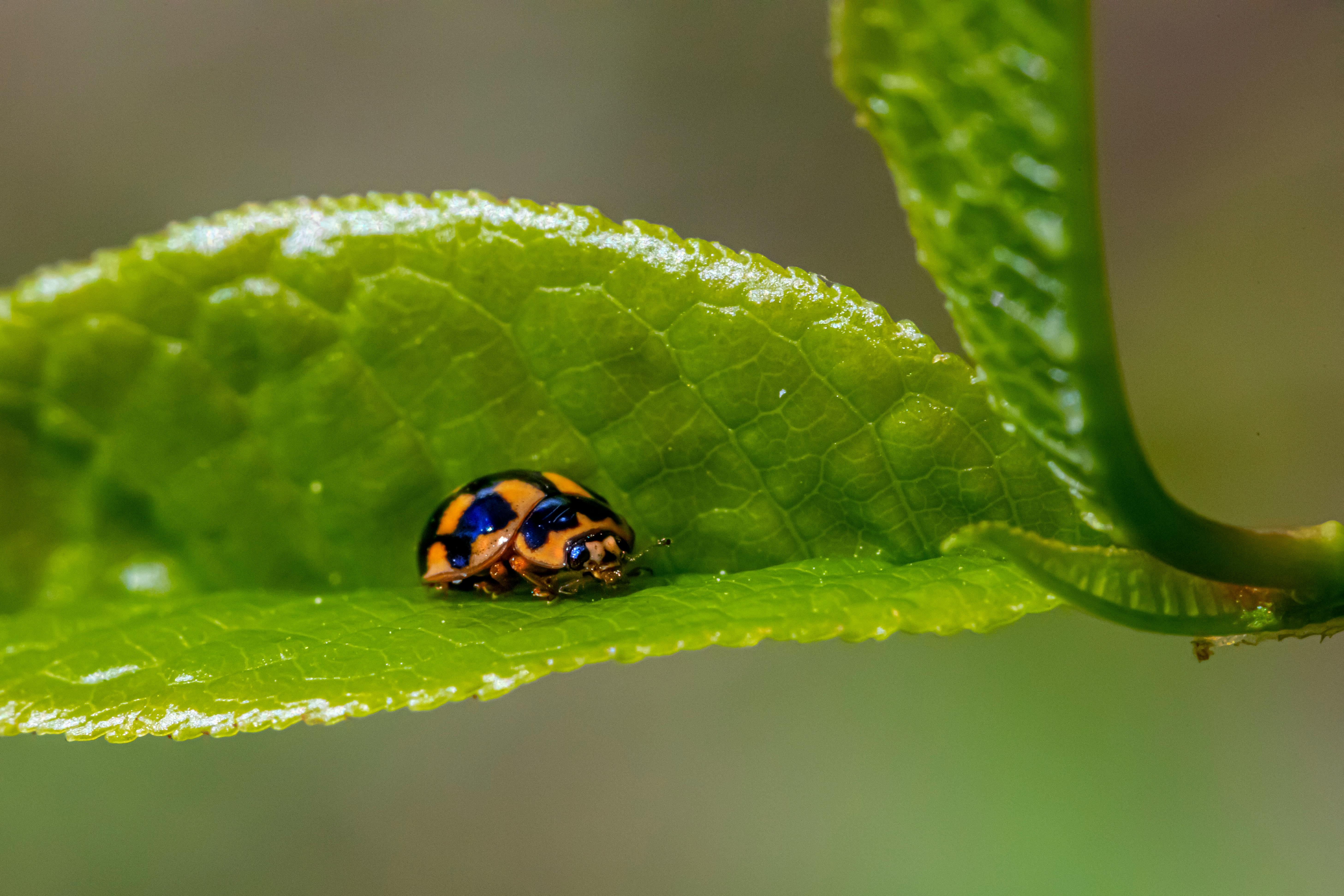 a ladybug is sitting on top of a green leaf