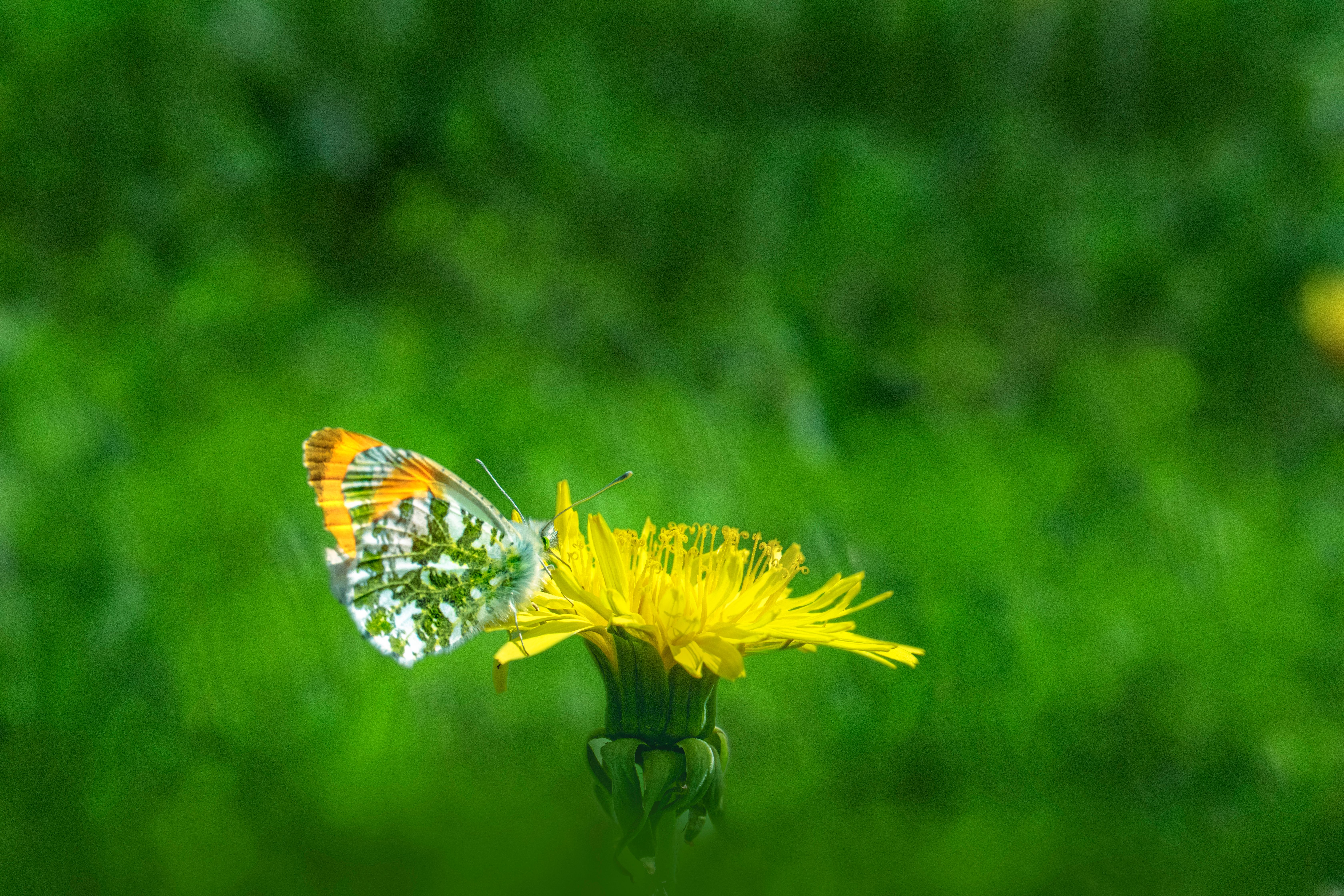 A butterfly sitting on a yellow flower in the grass · Free Stock Photo