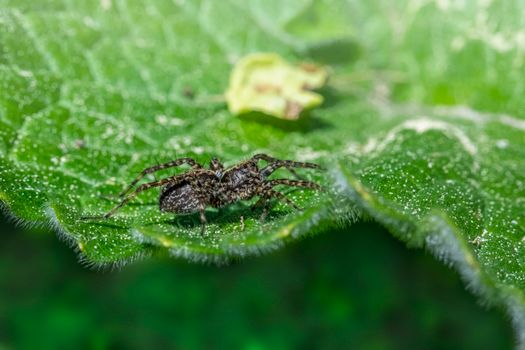 A spider on a leaf with green leaves