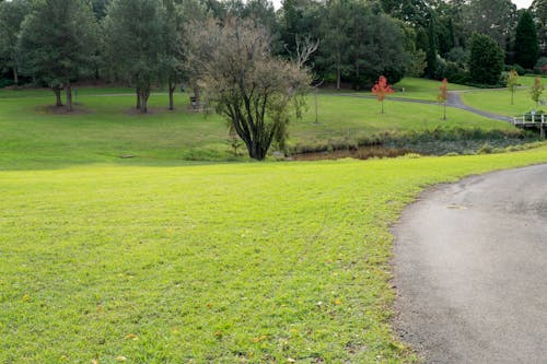 Gratis stockfoto met Australië, bomen, gras