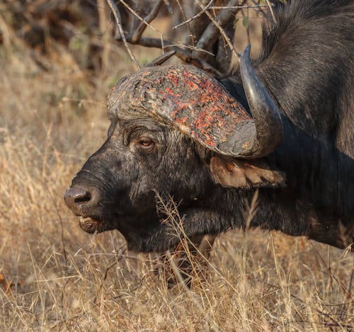 Close-Up Photo of African Buffalo Standing in Grassland