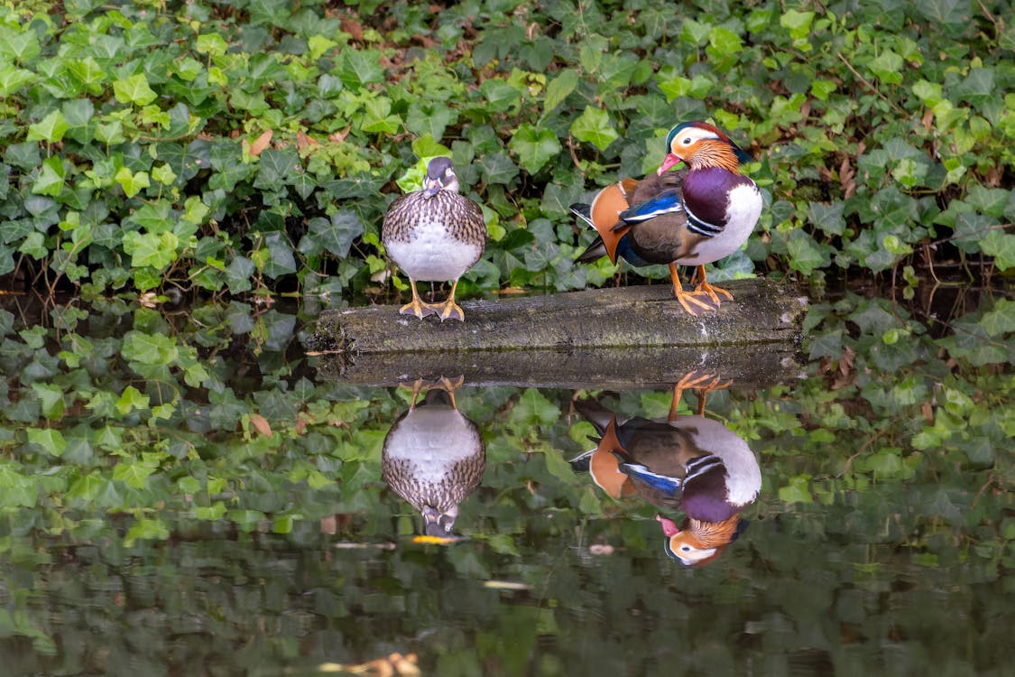 Ducks on Lake