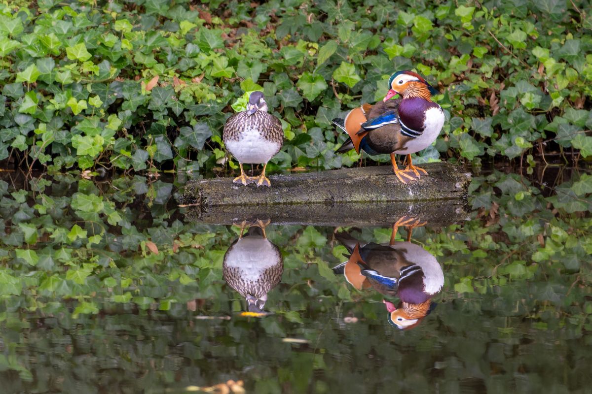 canards d ornement - Préparer un habitat adapté et sécurisé