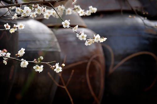 Free stock photo of plum blossom