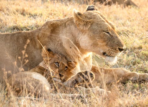 Lion and Lioness Lying Together on Savannah