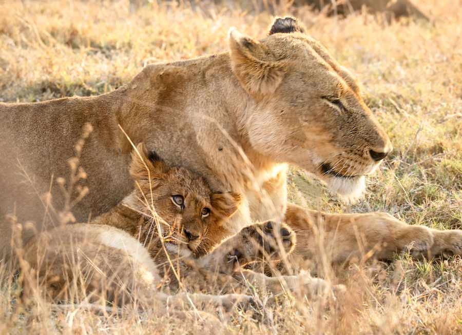 Lion and lioness resting on the savannah