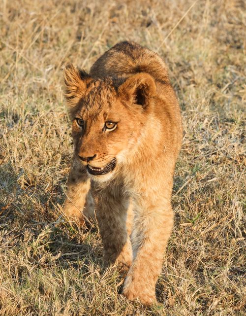 Free Close-up shot of a young lion cub walking through dry grass in the African savannah. Stock Photo
