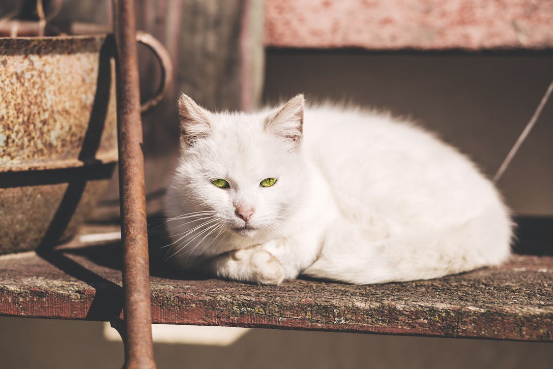 Free White Short Fur Cat Near Brown Metal Rod Stock Photo
