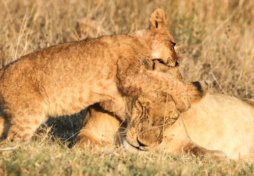 Two Lions Playfully Wrestle