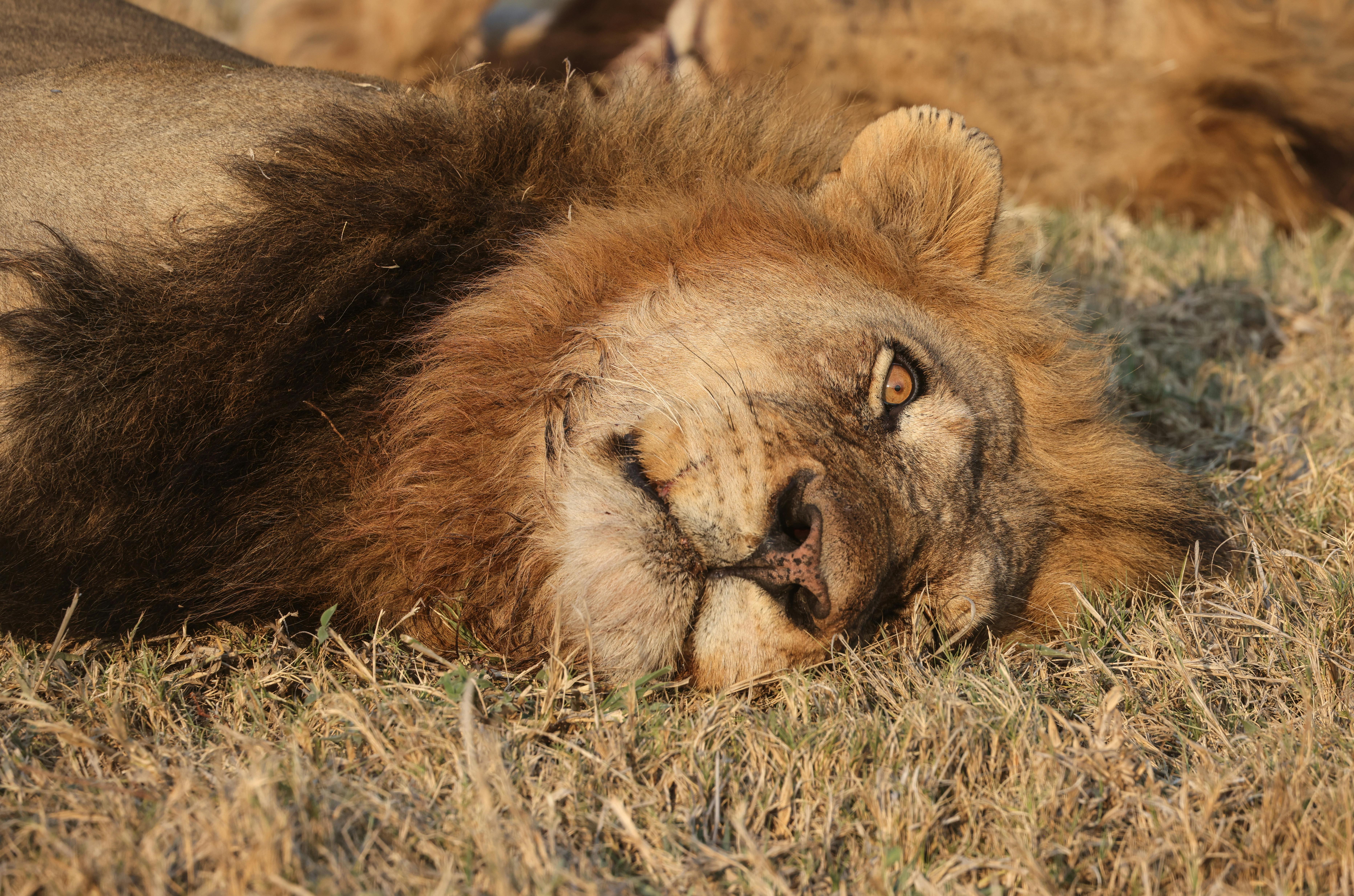 lion lying on ground with eyes open