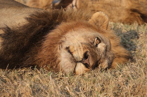 Lion Lying on Ground with Eyes Open