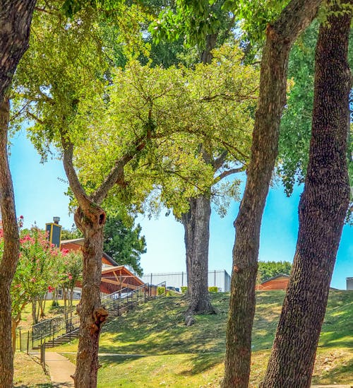 Foto d'estoc gratuïta de arbres, edifici, parc