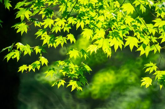 Bright green maple leaves lit by morning sun, showcasing natural beauty and tranquility.
