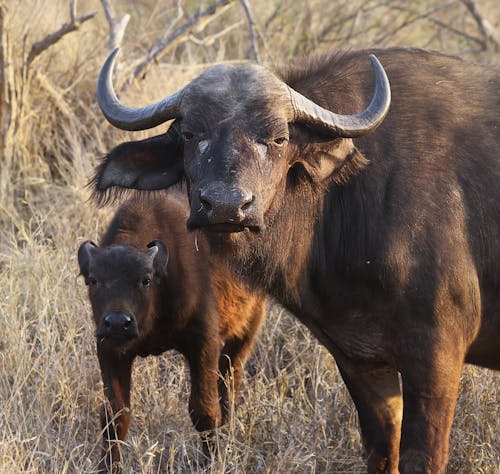 Adult African Buffalo and its Calf Standing in Savanna Grass