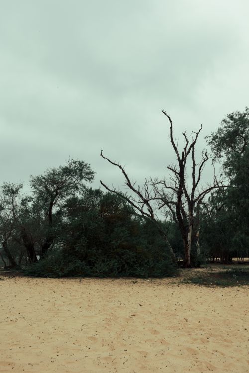 Free Eerie sandy landscape in Rosario, Argentina, featuring bare trees under a cloudy sky. Stock Photo