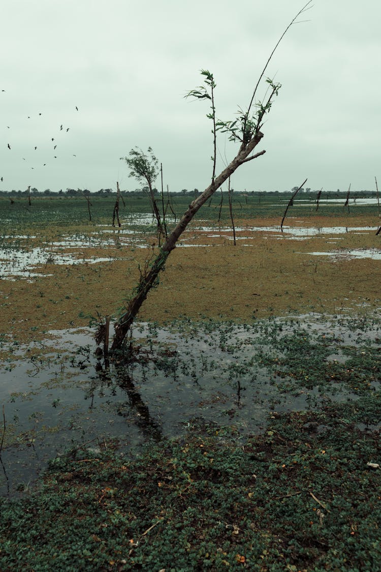 Single Tree On Swamp